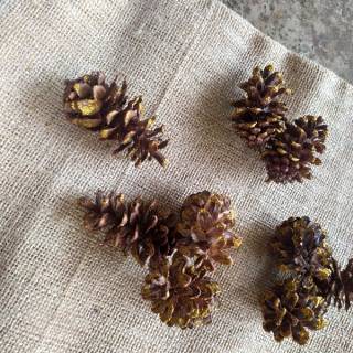 BP02 bunga pinus gliter hiasan dried flower pine biji BP02 bunga pinus gliter hiasan dried flower pine biji