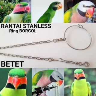 31++ Harga burung betet jawa 2020 terupdate