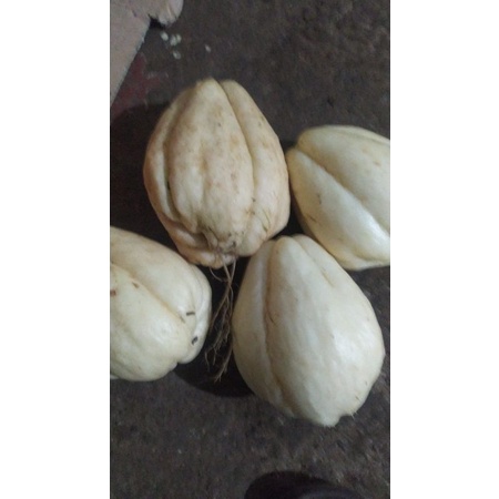 Bibit Labu siam putih klas expor harga per bj