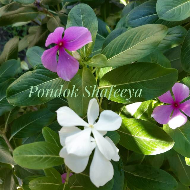 

Daun tapak darah pecahpiring segar organik herbal