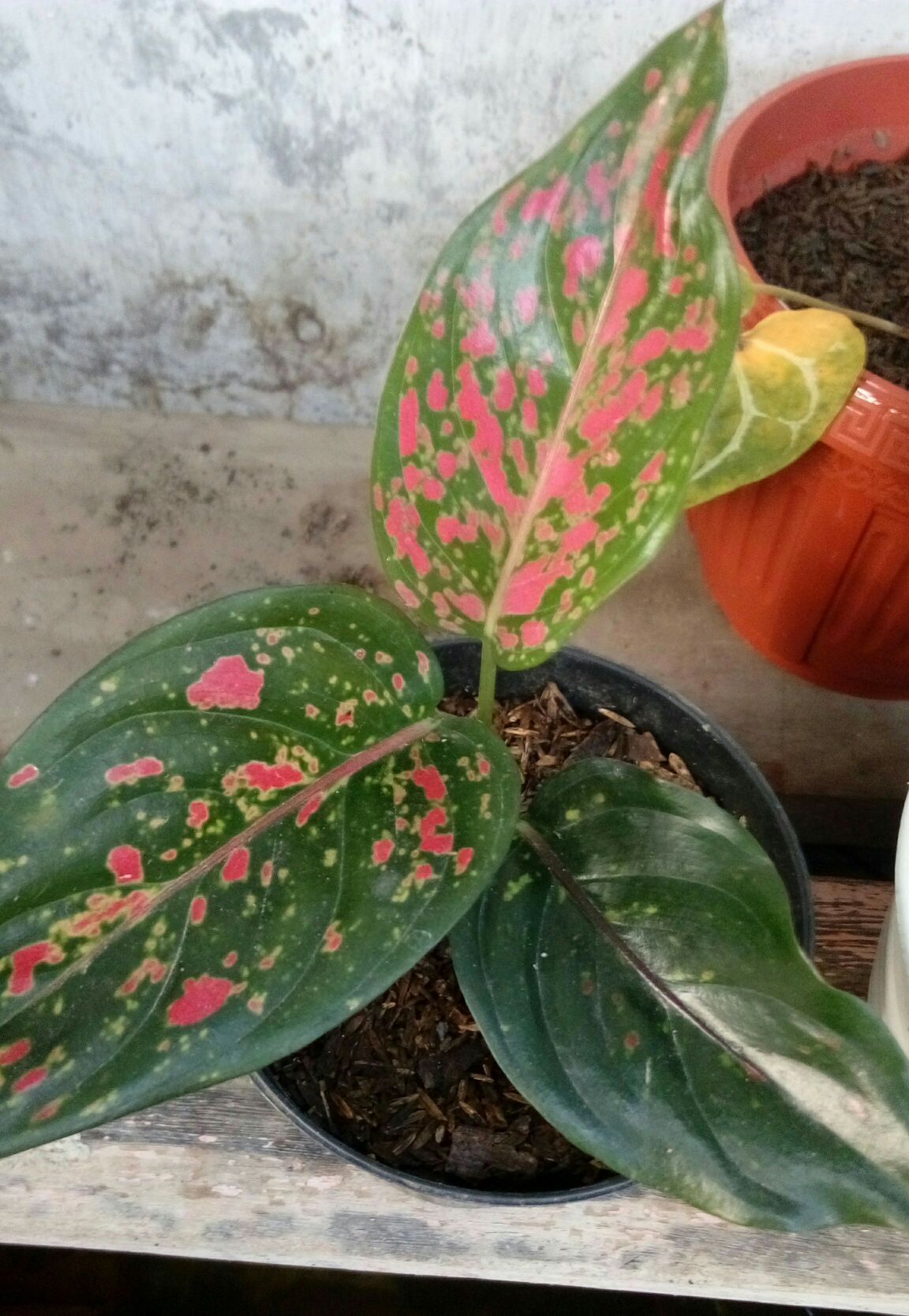 Tanaman Hias Aglonema Ruby Pink