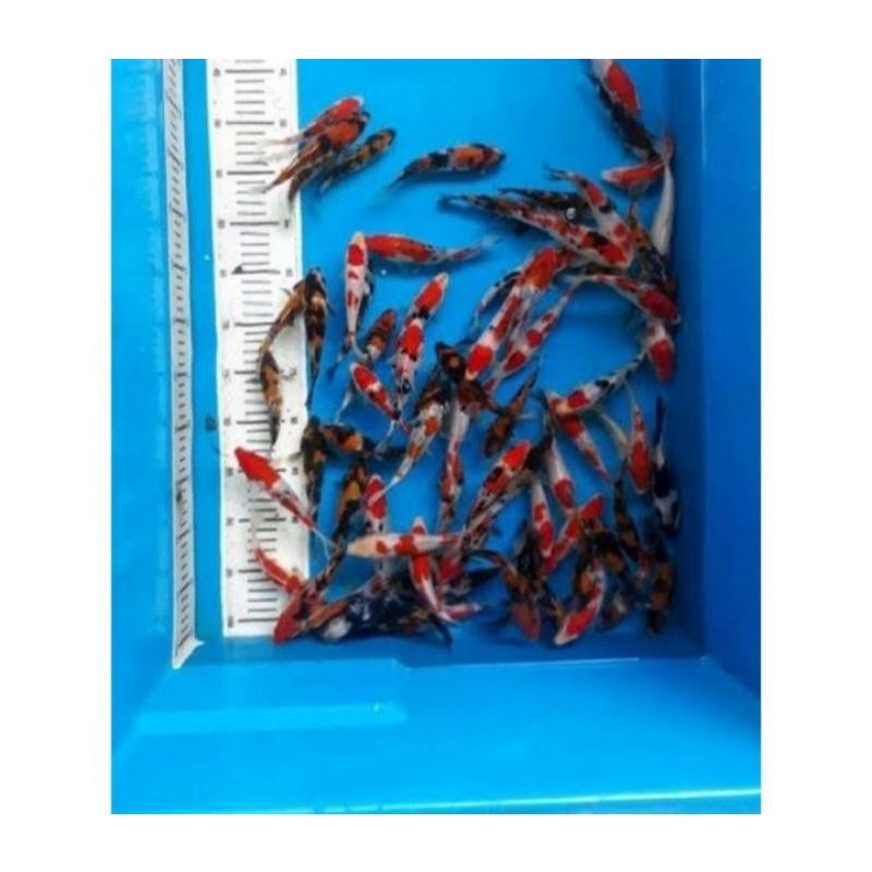 

paket hemat 10 ekor ikan koi bisa reques size 10-15 cm