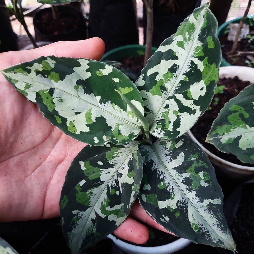 BIBIT AGLONEMA PICTUM THREE COLOUR / PICTUM 3 COLUR / PICTUM 3 COLOR