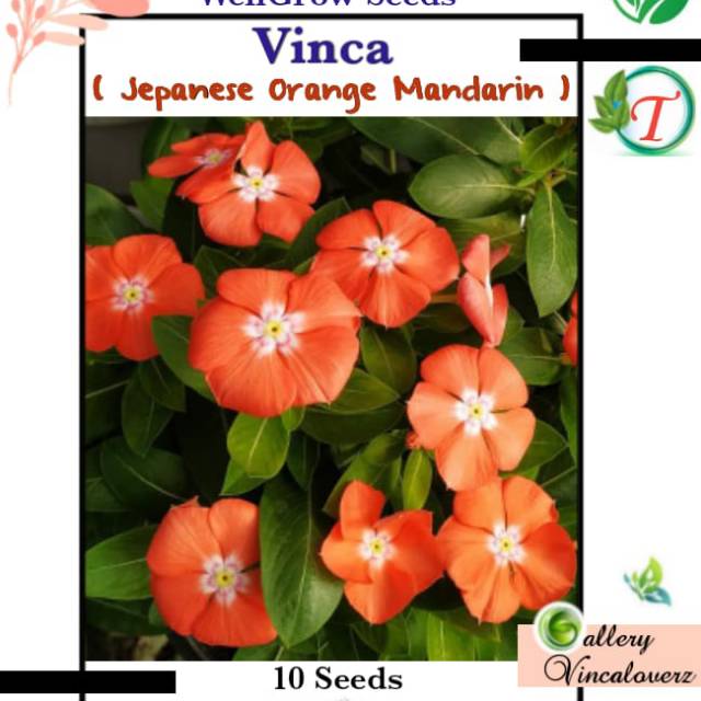 Benih vinca japanese orange mandarin