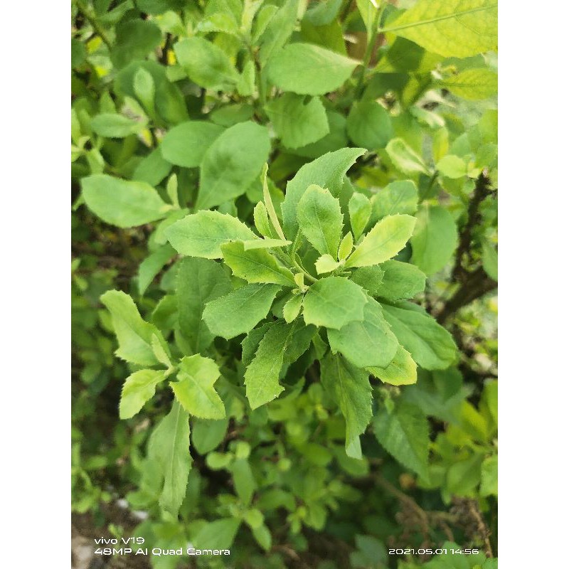 

beluntas. luntas. obat herbal