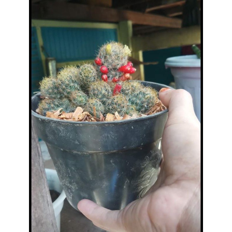 Kaktus cabai cluster