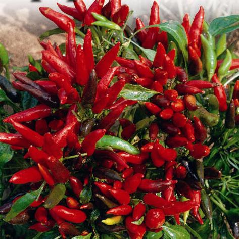 Jual Cabe Rawit Red Isi Benih Biji Cabai Shopee Indonesia