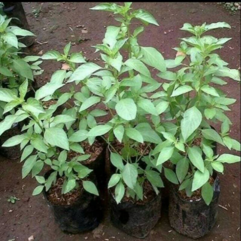 POHON KEMANGI LALAP BIBIT KEMANGI SEEDLING POHON KEMANGI HIDUP DAUN LALAP MINT