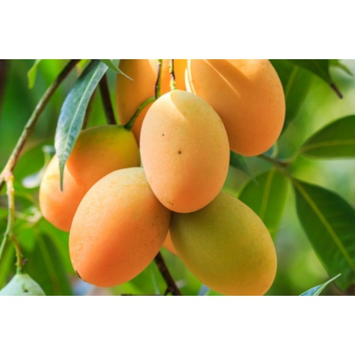 Bibit Mangga Chokanan (Beli 1 Gratis 1)