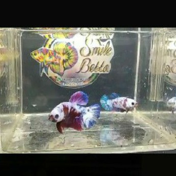 Ikan Cupang Multy 1 pair size S+