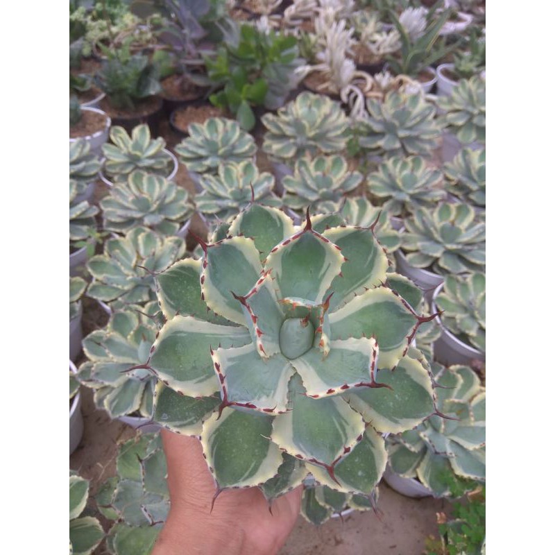 kaktus/sukulen AGAVE