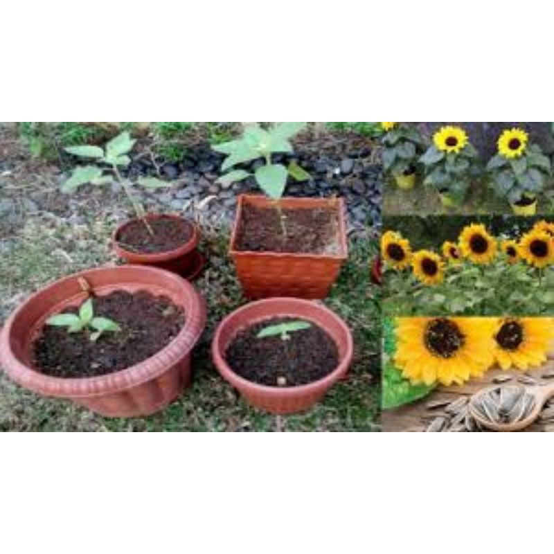 bibit bunga matahari/tanaman bunga matahari