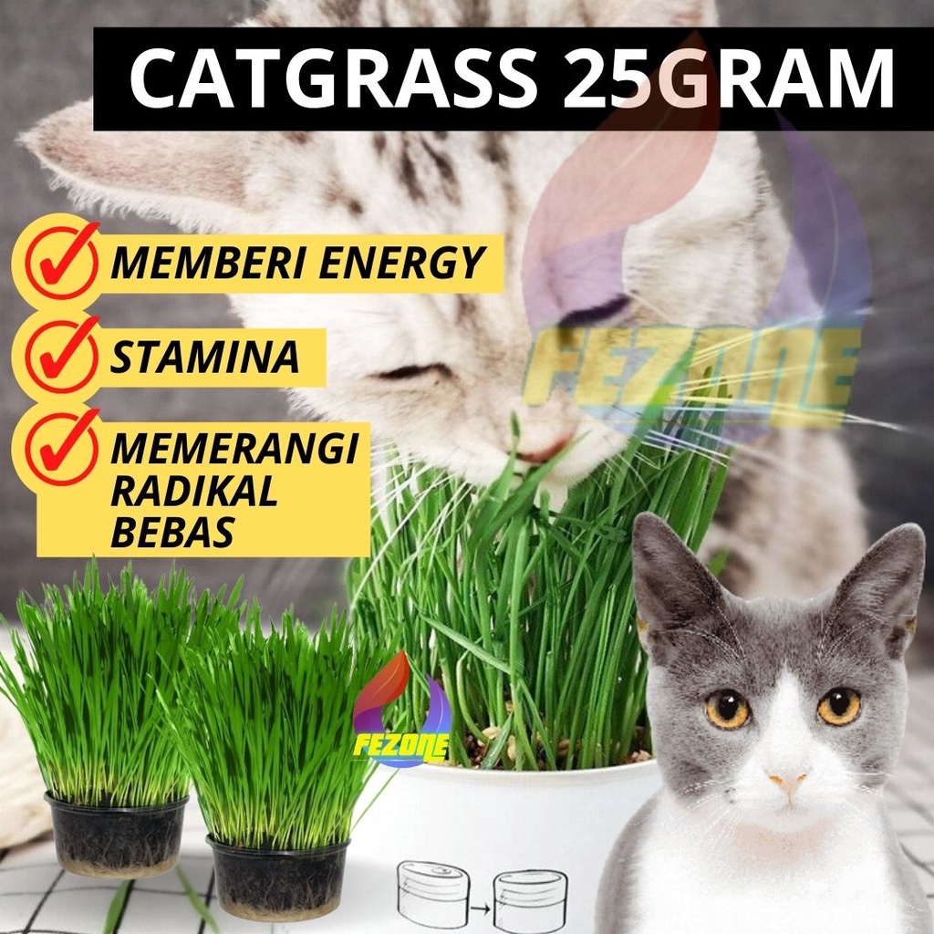 Cat Grass 25Gram - Benih Rumput Kucing Wheat Grass Sades gras Cat Gras FEZONE