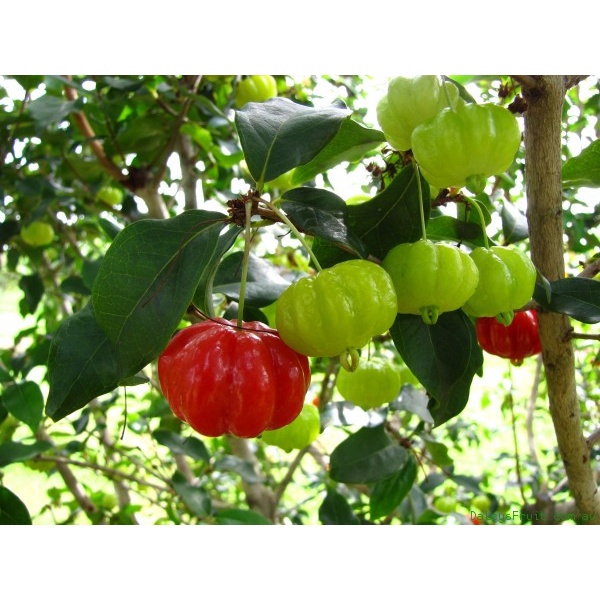 Bibit dewandaru - pohon buah dewandaru