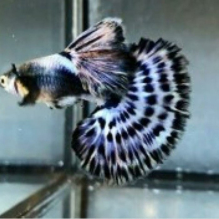 

ikan hias Guppy perpair blue ivory grade A