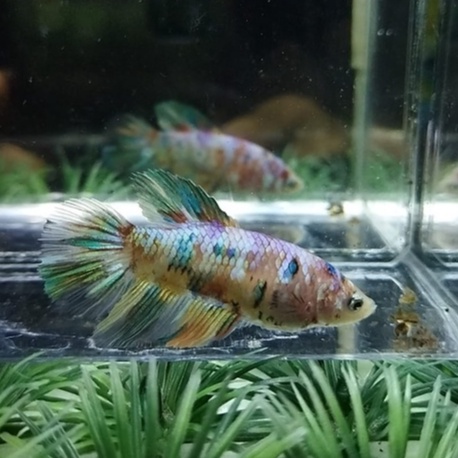 IKAN CUPANG BETINA/FEMALE HALFMOON MULTICOLOR SIAP BREED 100% REALPICT (KODE AM11)