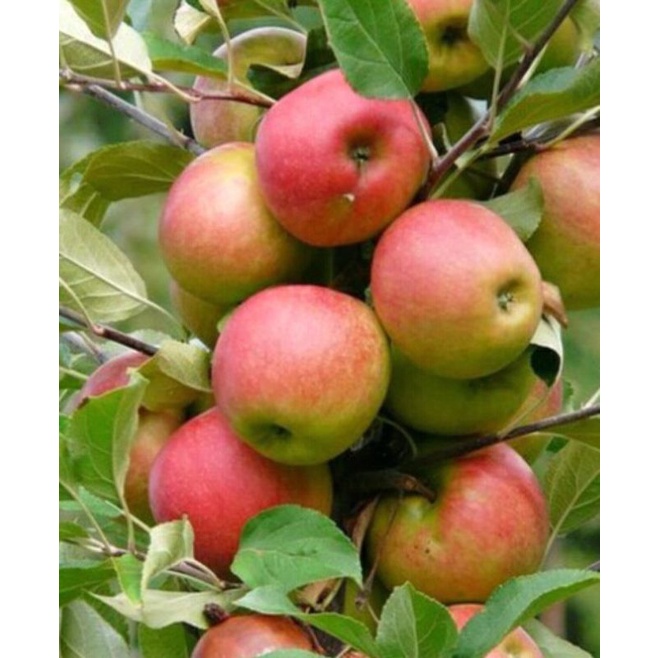 

Apel anna Khas malang 1 kg