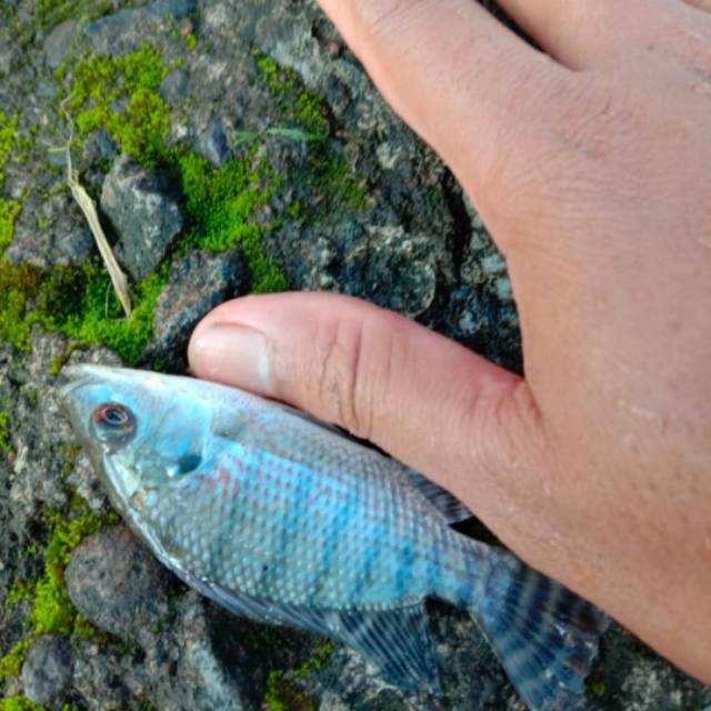 

Ikan nirwana