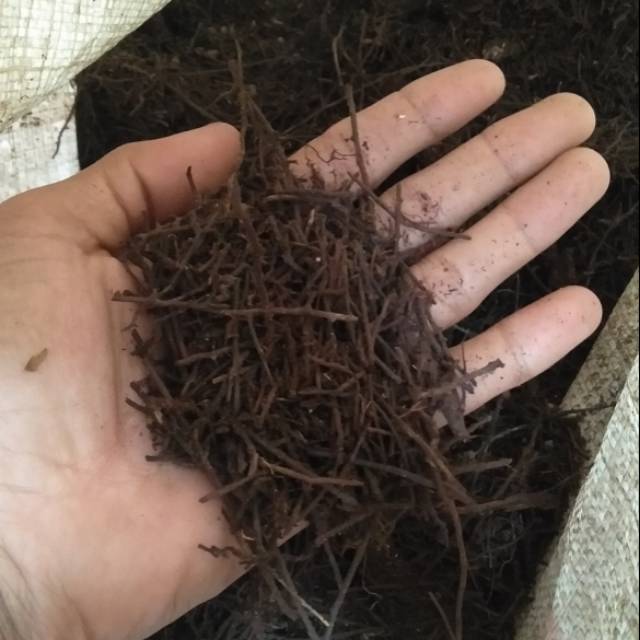 Akar pakis karungan (ojek only)