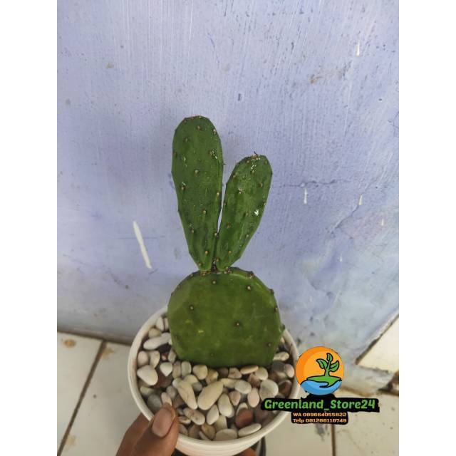 Kaktus centong - kaktus opuntia cochenillifera - opuntia cochenillifera - kaktus - pohon kaktus