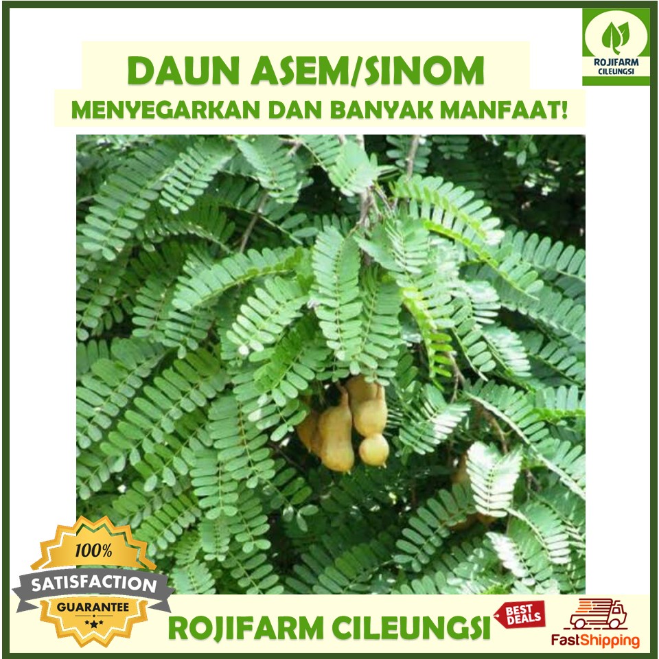 

Daun Asem Jawa / Sinom Per Ikat Sekitar 10-15 Ranting