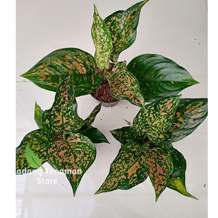 Tanaman Aglonema Ruby Ciangmay - Aglonema Ruby Ciangmai