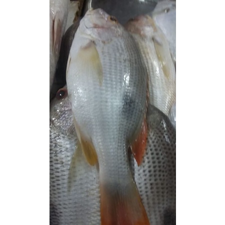 

Ikan Kakap Jenaha