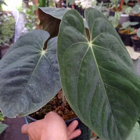 Anthurium Dressleri Ori
