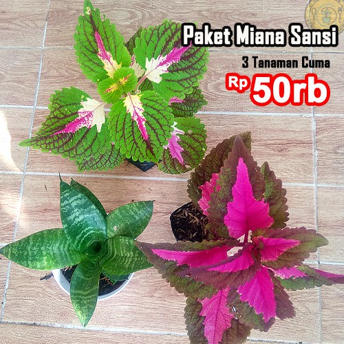 Jual Paket Tanaman Hias Miana Sansivera Shopee Indonesia