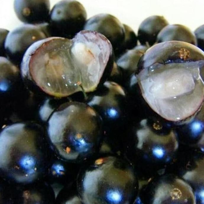 Asli Bibit Tanaman Buah Anggur Pohon Jaboticaba/Brazil Asli Ingat