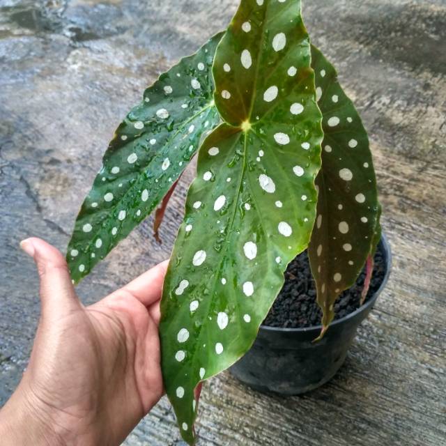 Begonia Maculata / Begonia Polkadot