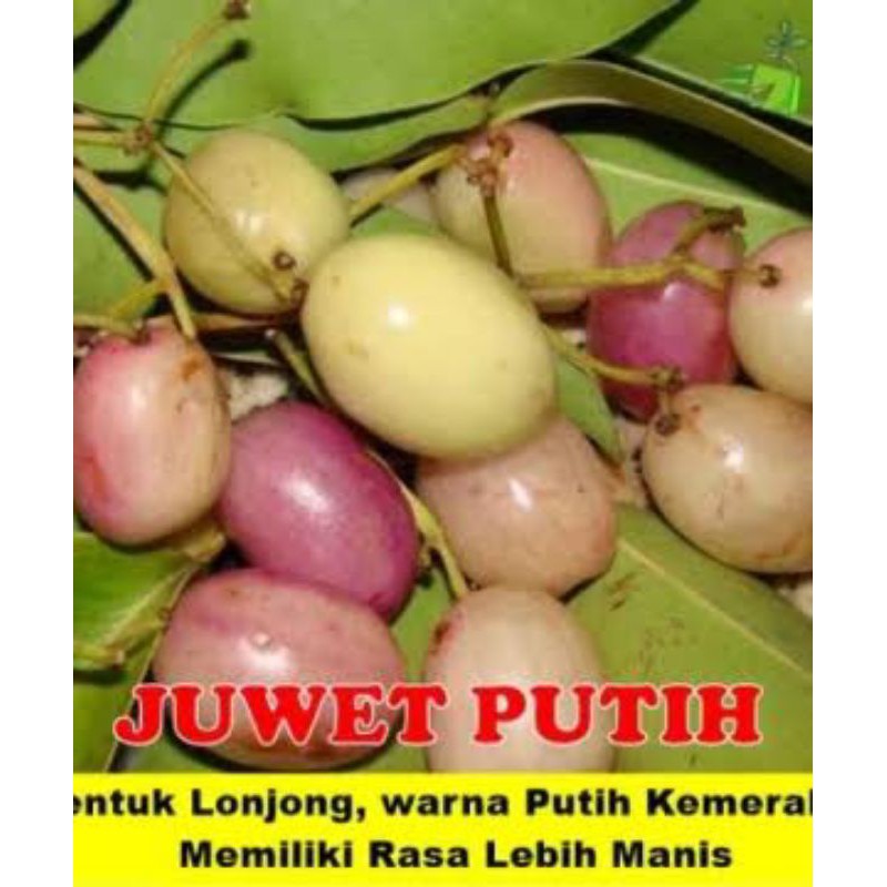 buah unik juwet putih