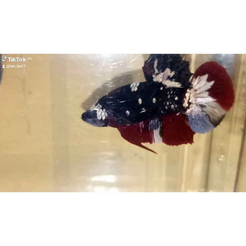 Ikan Cupang Jantan Avatar Cooper Gold