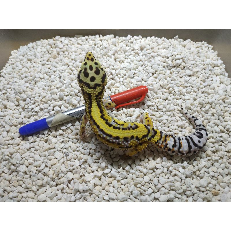 Hiasan / acc leopard gecko bold stripe line bell