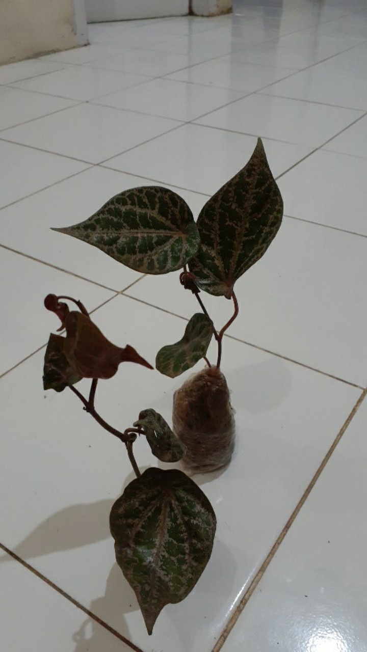 Bibit Tanaman Sirih Merah