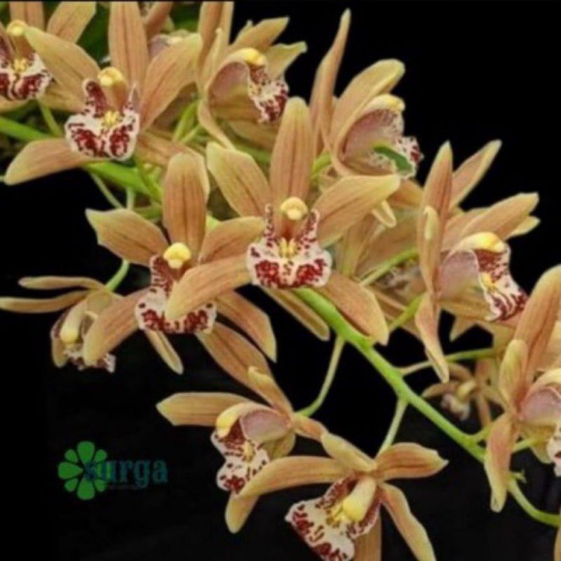 anggrek tanah cimbidium ensifolium