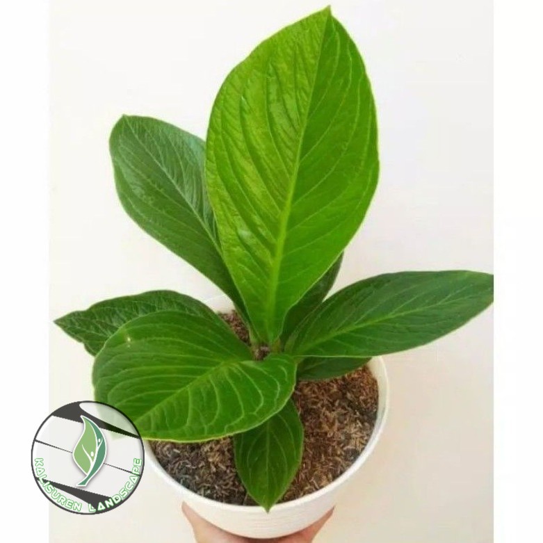 ( BISA COD ) PROMO Tanaman Hias Anthurium Jenmani Cobra Bibit & Dewasa Antorium Jemani Kobra Besar