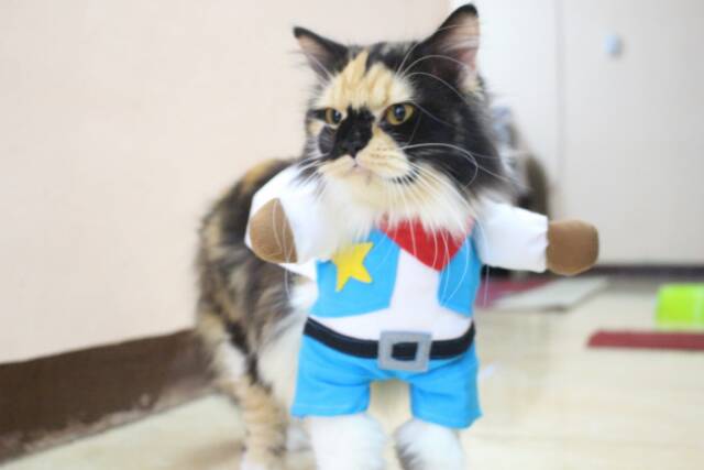 Kostum Koboi untuk kucing &amp; anjing /Jual Baju Kucing Terlengkap &amp; Berkualitas size S-XL