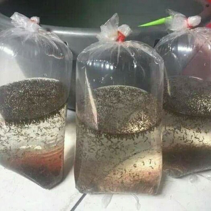 encu/jentik nyamuk makanan ikan cupang