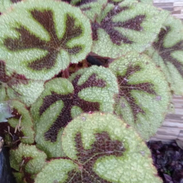 Begonia Iron Cross~ Begonia masoniana..