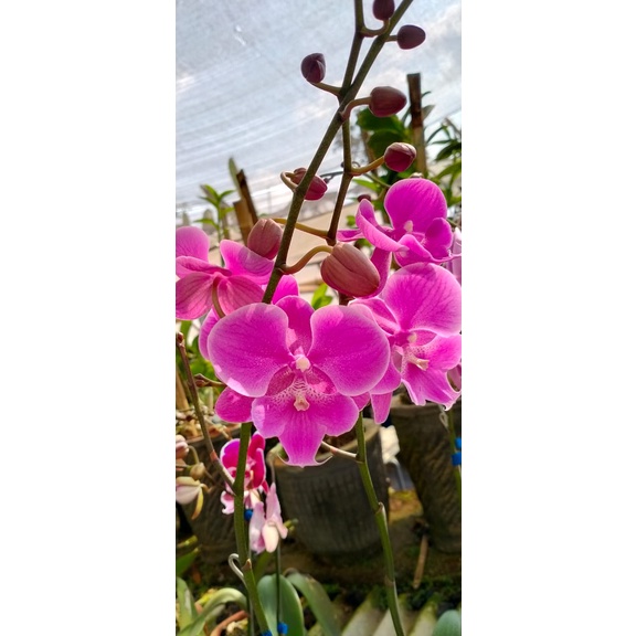 Angbul Dewasa (EN-17)