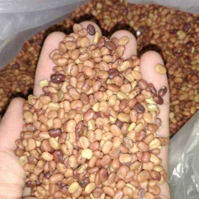 100 BIJI BENIH TURI PUTIH