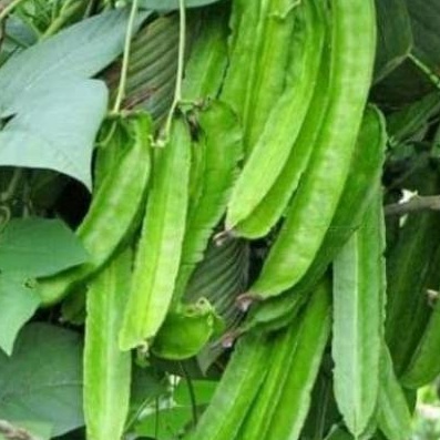 

500gr / Kecipir/ Sayur Kecipir / Cipir Segar