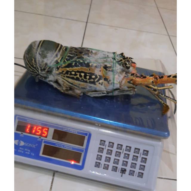 

Lobster bambu 1ekr 1kg