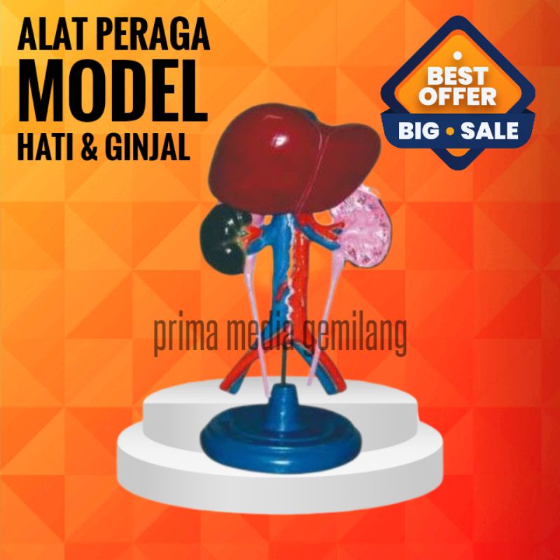 

MODEL HATI DAN HINJAL/TORSO HATI GINJAL/ALAT PERAGA IPA