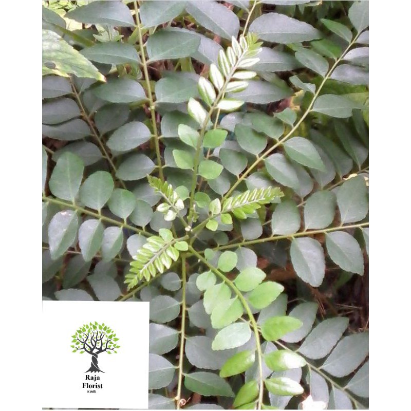 

Daun Curly