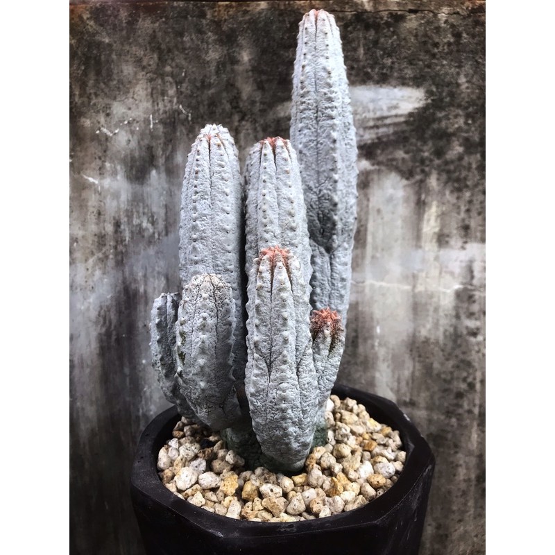 Kaktus Euphorbia Abdelkuri Cactus
