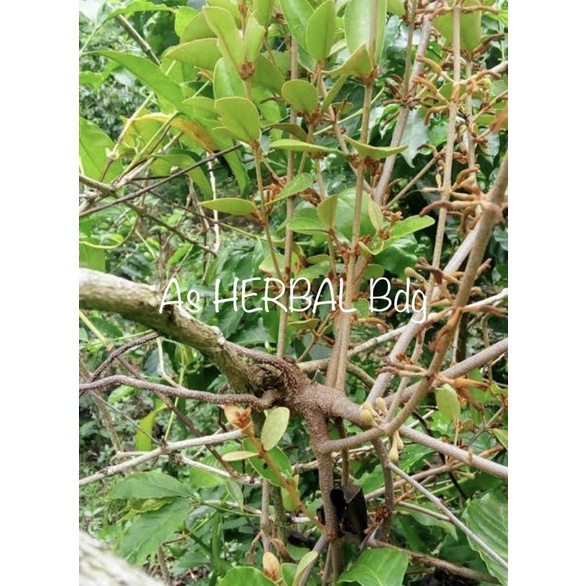 

Jual benalu kopi segar paket 1 kg fresh petik langsung-az