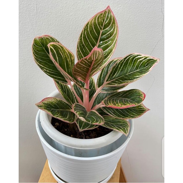 aglonema minion anakan - promo spesial aglonema Beby Minion