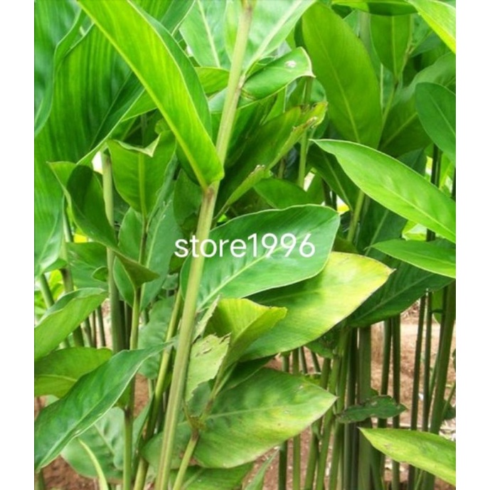 

jual Daun lengkuas segar 250 gram